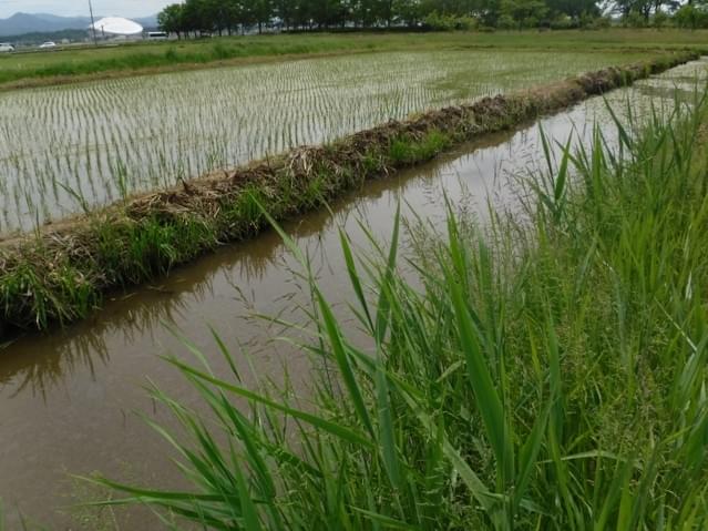 水田水路.jpg